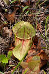 Purple pitcherplant